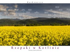 Panorama 11 - Piechowice rzepaki