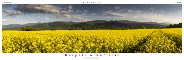 Panorama 11 - Piechowice rzepaki